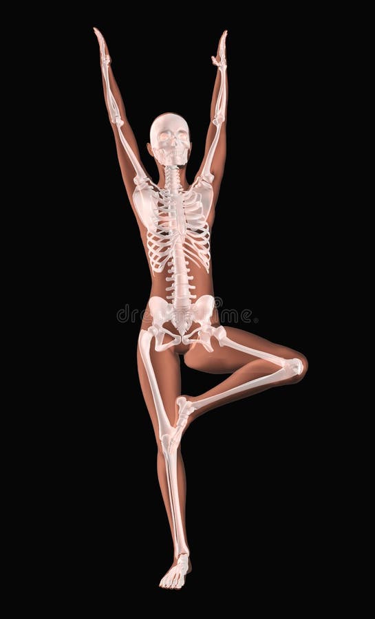 Female medical skeleton in a yoga position royalty free illustration Female medical skeleton in a yoga position royalty free illustration