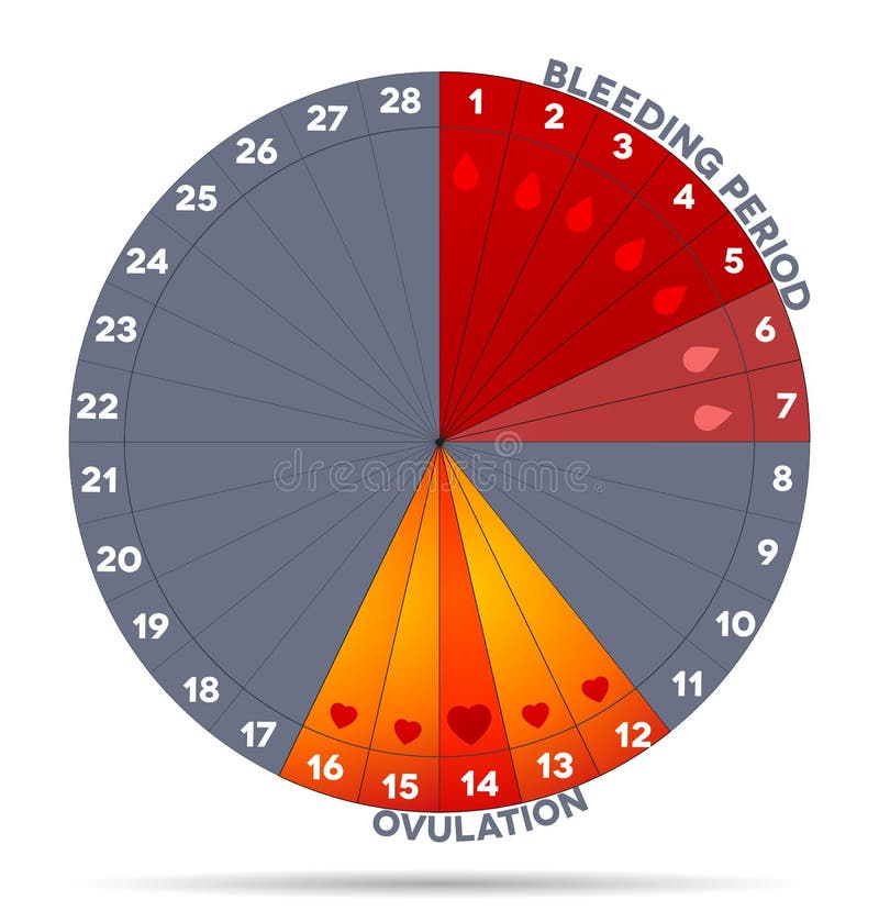 Female Menstruation Cycle Chart