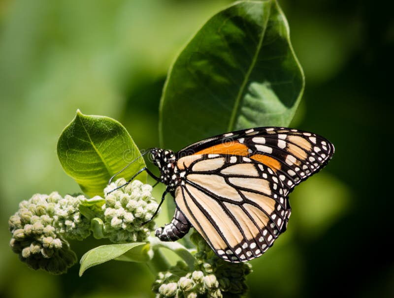 Monarch Butterfly Preparing to Lay Egg on Milkweed royalty free stock image Monarch Butterfly Preparing to Lay Egg on Milkweed royalty free stock image