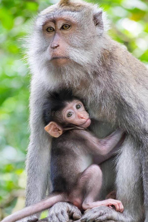 Female monkey and it`s cute baby breast feeding. Indonesia