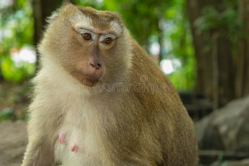 A female monkey sits stock photo. Image of endangered 251359422