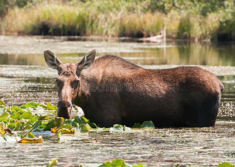 Female Moose in Lake Eating Water Lilies