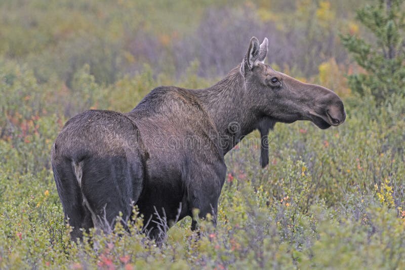 Female Moose stock photo. Image of ungulate, moose, hoof 16337698