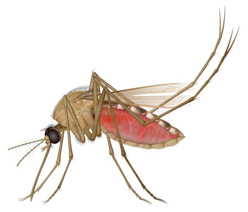 The female mosquito is the one that bites