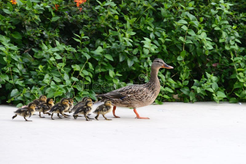 Female Mother Mallard Duck with babies