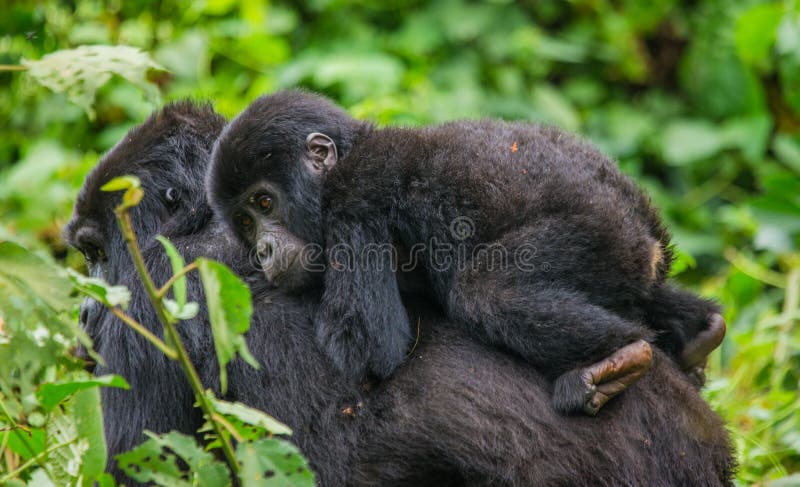 A female mountain gorilla with a baby. Uganda. Bwindi Impenetrable Forest National Park. An excellent illustration.