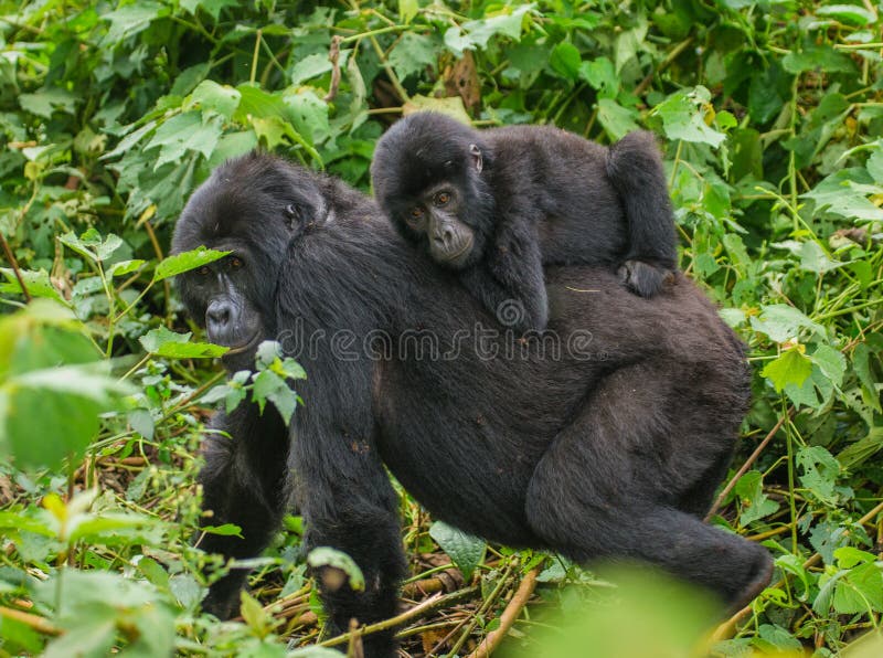 A female mountain gorilla with a baby. Uganda. Bwindi Impenetrable Forest National Park. An excellent illustration.