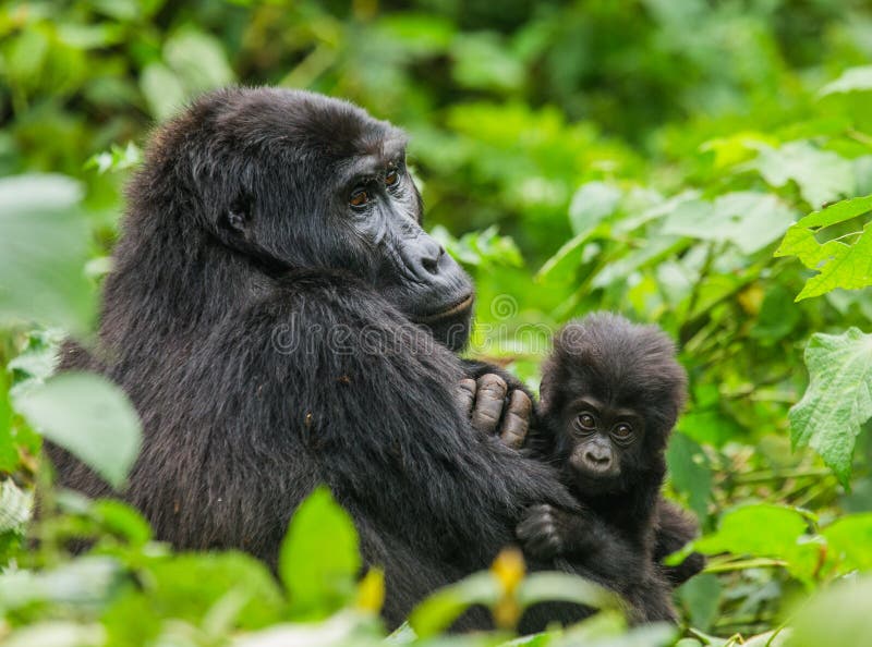 A female mountain gorilla with a baby. Uganda. Bwindi Impenetrable Forest National Park. An excellent illustration.