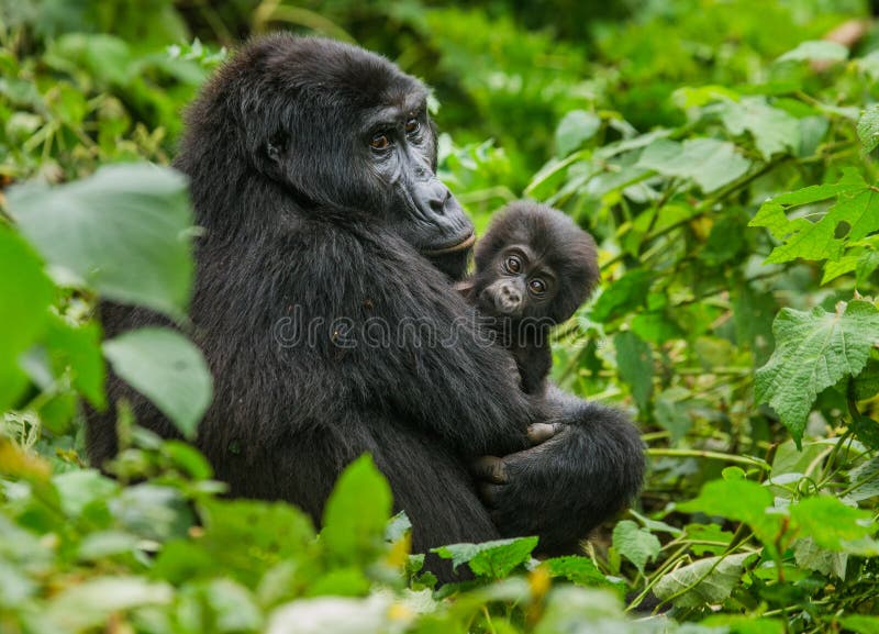 A female mountain gorilla with a baby. Uganda. Bwindi Impenetrable Forest National Park. An excellent illustration.