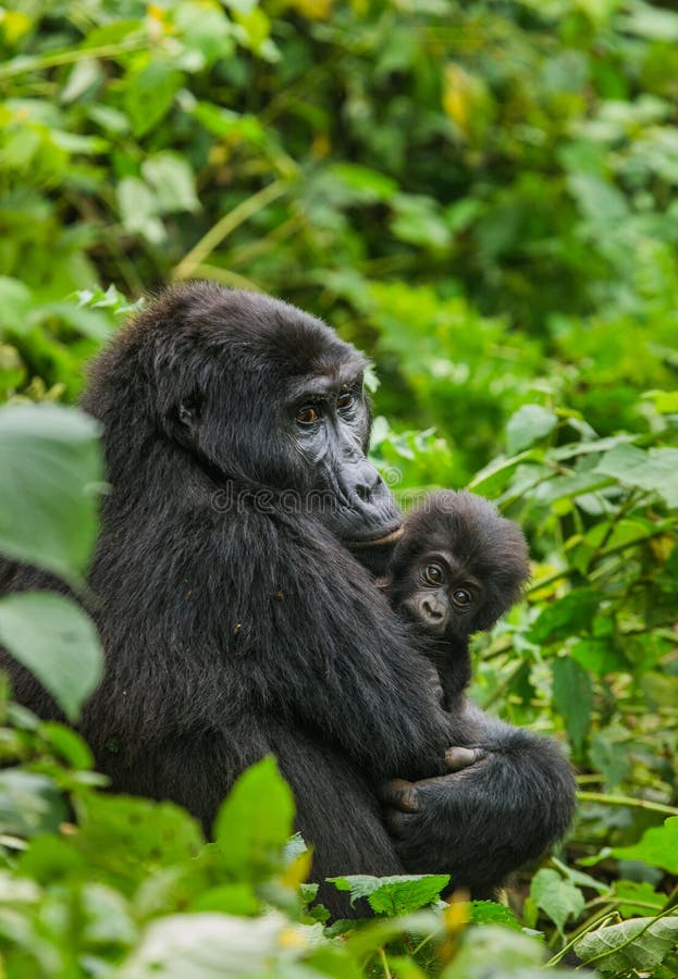 A female mountain gorilla with a baby. Uganda. Bwindi Impenetrable Forest National Park. An excellent illustration.