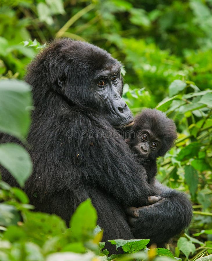 A female mountain gorilla with a baby. Uganda. Bwindi Impenetrable Forest National Park. An excellent illustration.