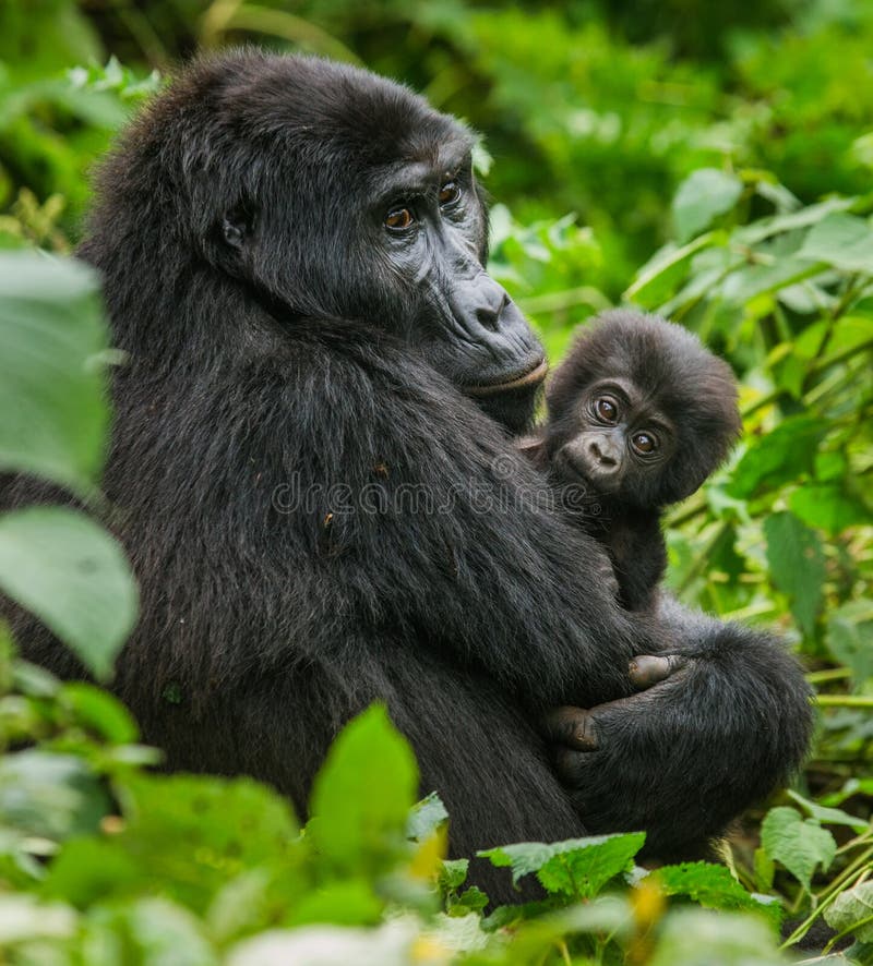 A female mountain gorilla with a baby. Uganda. Bwindi Impenetrable Forest National Park. An excellent illustration.