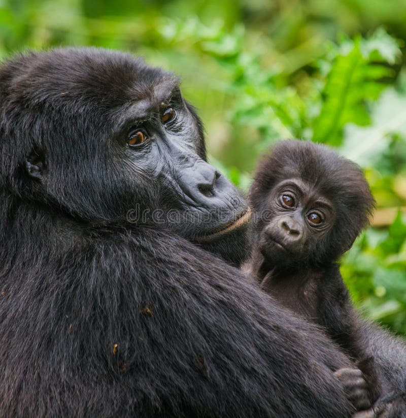 A female mountain gorilla with a baby. Uganda. Bwindi Impenetrable Forest National Park. An excellent illustration.