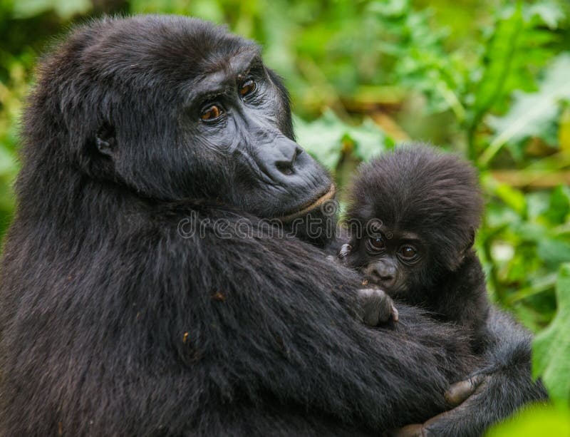 A female mountain gorilla with a baby. Uganda. Bwindi Impenetrable Forest National Park.