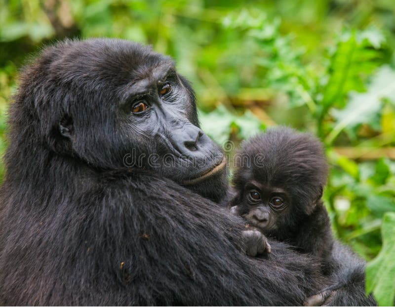 A female mountain gorilla with a baby. Uganda. Bwindi Impenetrable Forest National Park. An excellent illustration.