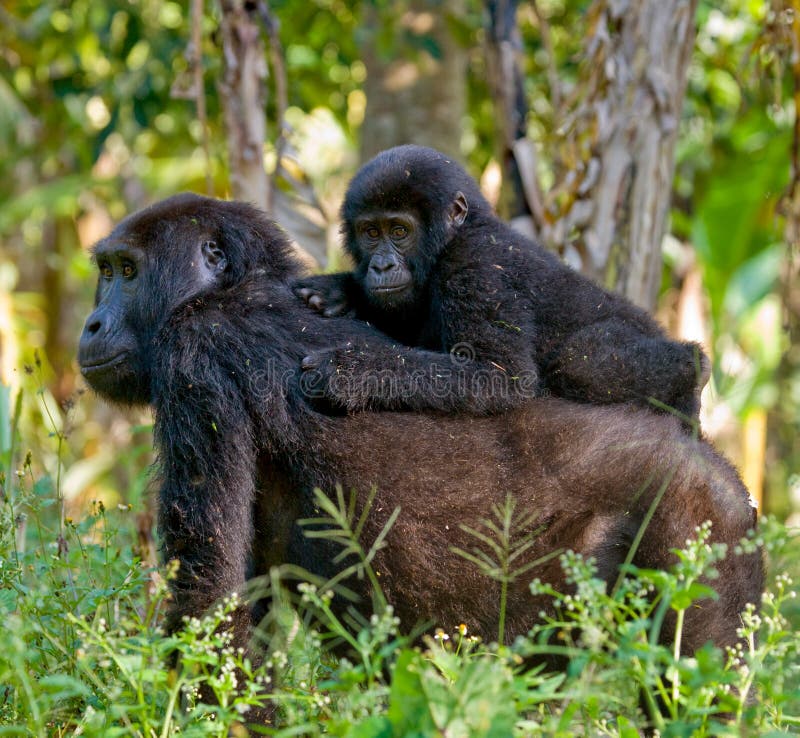 A female mountain gorilla with a baby. Uganda. Bwindi Impenetrable Forest National Park. An excellent illustration.