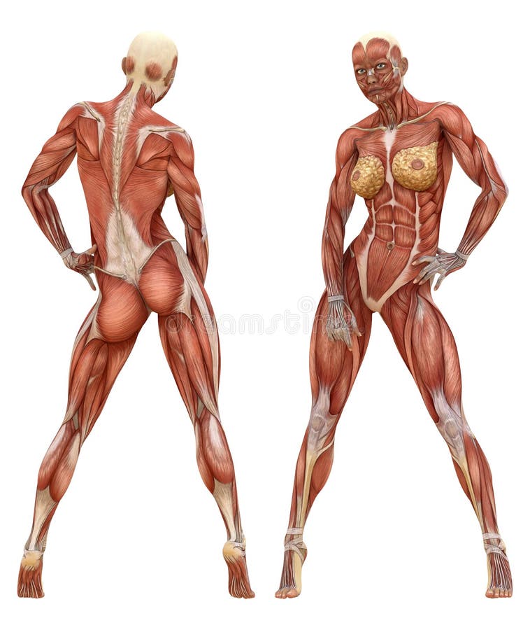 Anatomy of Female Muscular System, Exercise and Stock Vector - Illustration  of standing, lady: 57581884