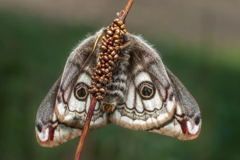 Female Night Peacock (Saturnia Pavonia) Laying Her Eggs on a Stem Stock ...