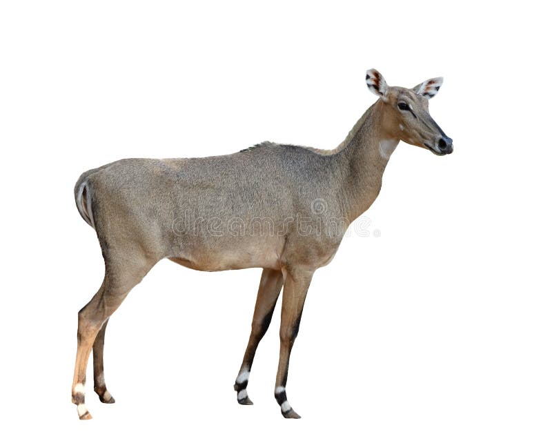 810 Nilgai Stock Photos - Free & Royalty-Free Stock Photos from Dreamstime 810 Nilgai Stock Photos - Free & Royalty-Free Stock Photos from Dreamstime