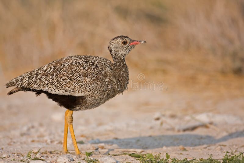 Female Northern Black Korhaan