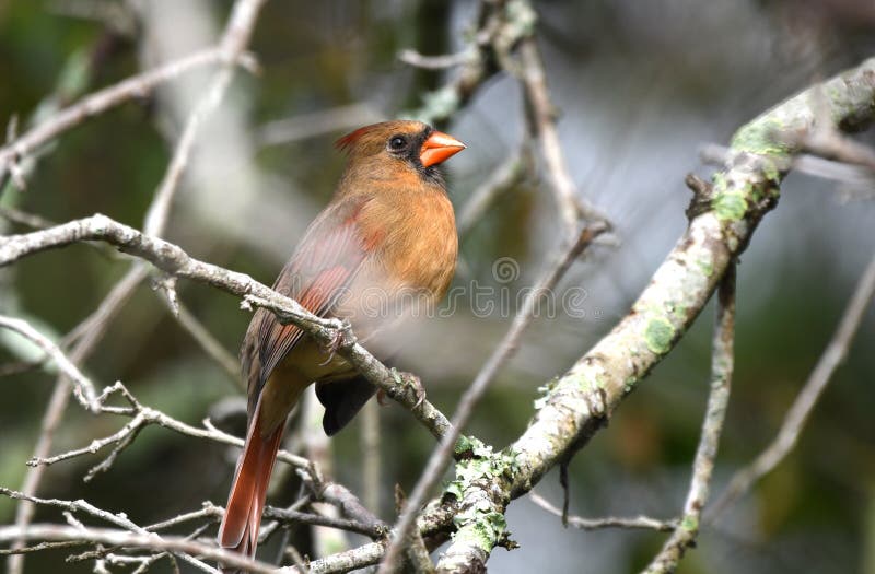 Female Northern Cardinal bird at Pinckney Island National Wildlife Refuge