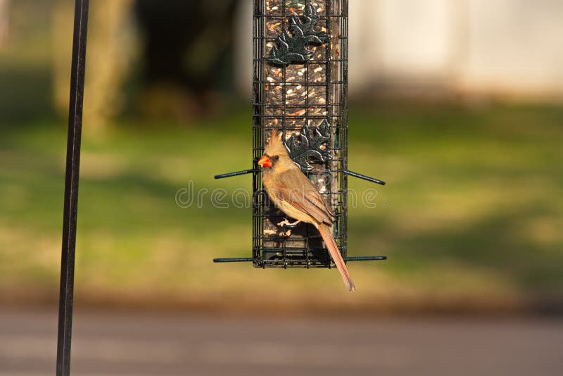 A female Northern Cardinal Caradinalis cardinalis. A female northern cardinal eats birdseed from a bird feeder. A seed is in her mouth, between her beak stock photography A female Northern Cardinal Caradinalis cardinalis. A female northern cardinal eats birdseed from a bird feeder. A seed is in her mouth, between her beak stock photography