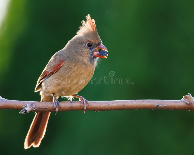 Female Northern Cardinal Eating a Sunflower Seed Stock Photo Image of