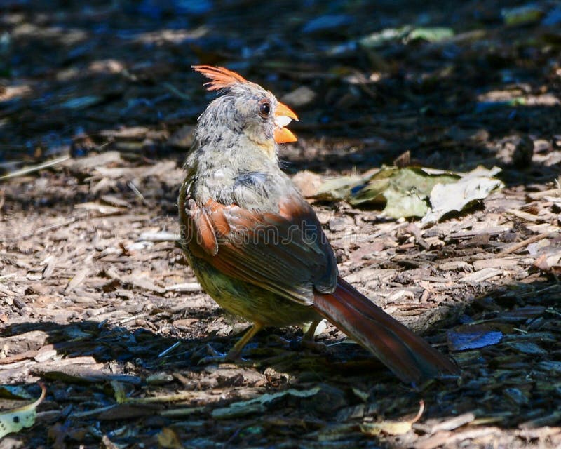 Female Northern Cardinal #1. This is a late summer picture of a female Northern Cardinal on the ground in the Montrose Point Bird Sanctuary located in Chicago royalty free stock photos Female Northern Cardinal #1. This is a late summer picture of a female Northern Cardinal on the ground in the Montrose Point Bird Sanctuary located in Chicago royalty free stock photos