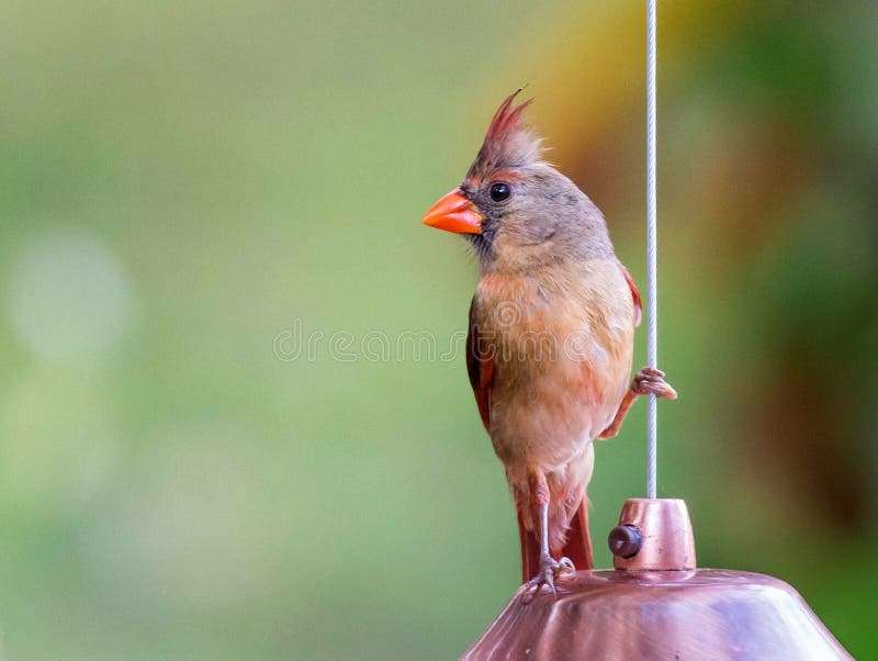 Female Northern Cardinal perches on birdfeeder. A female northern cardinal Cardinalis cardinalis hangs out on a backyard copper birdfeeder stock photography Female Northern Cardinal perches on birdfeeder. A female northern cardinal Cardinalis cardinalis hangs out on a backyard copper birdfeeder stock photography