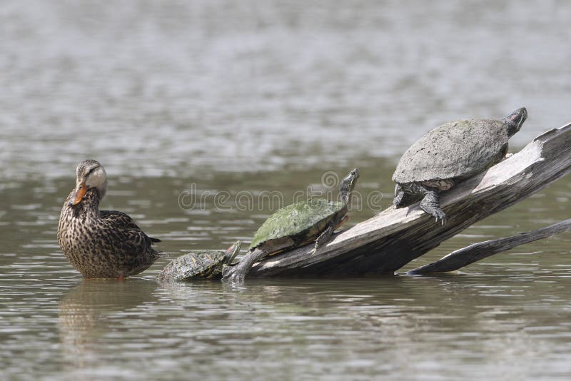 Una donna settentrionale anatra selvatica ()  un tre tartarughe sul parzialmente sommerso login.