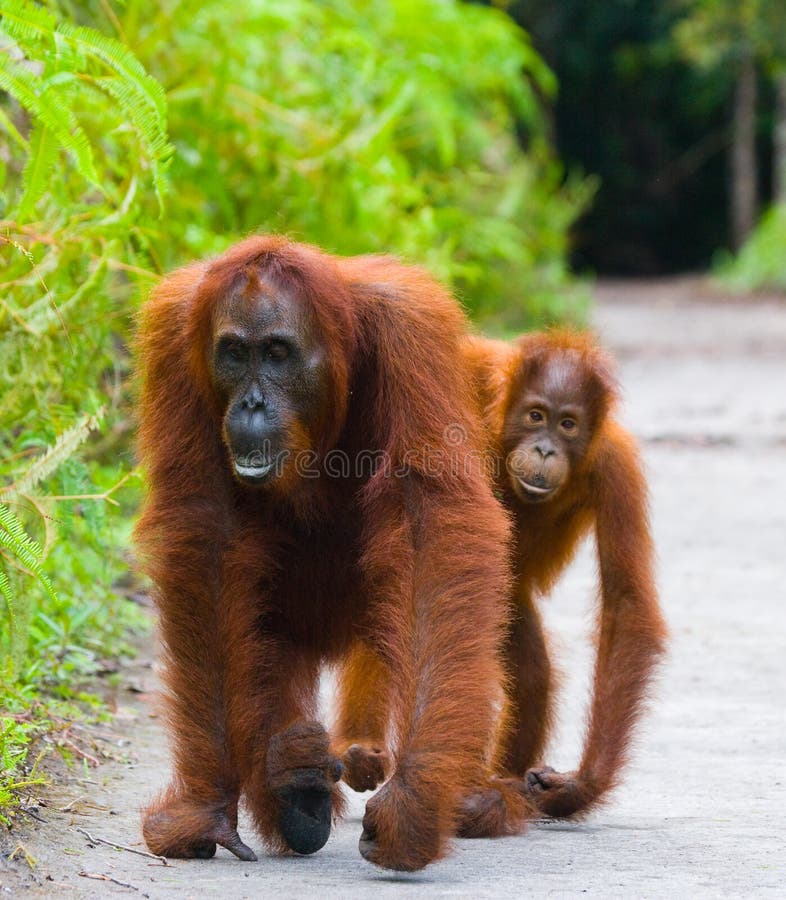 The female of the orangutan with a baby on a footpath. Funny pose. Indonesia. Hand, close.