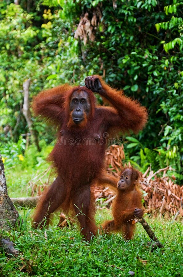 Female orangutan with a baby in the wild. Indonesia. The island of Kalimantan (Borneo). Dominant, grass.