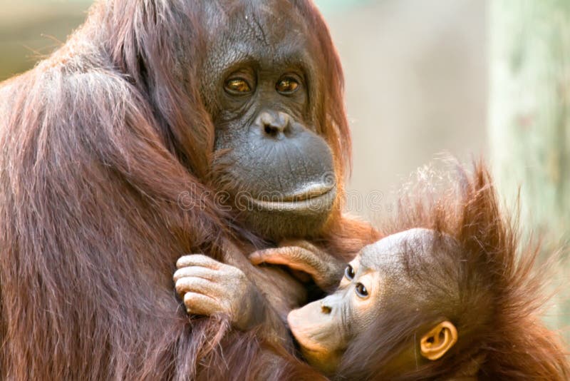 Female Orangutan  Feeding  Baby  Stock Image Image of 