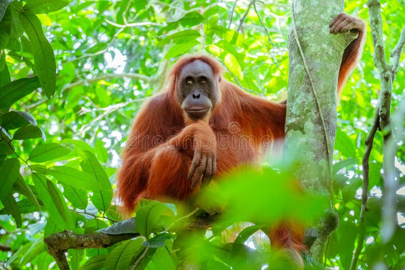 Female orangutan sitting at tree trunk. Sumatra, Indonesia