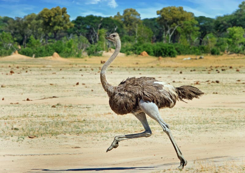 Female ostrich running across the Hwange Plains