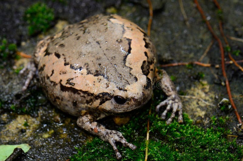 Female Painted Bullfrog (Kaloula pulchra)