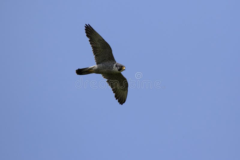 peregrin falcon flying peregrin falcon flying