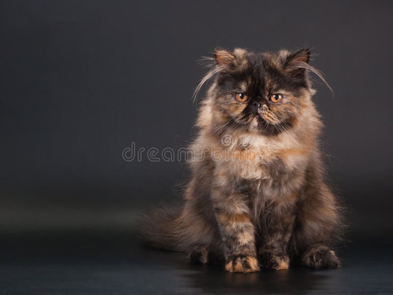 Cat Persian Copper Eyed White Stock Image Image of cute, copper 7509375