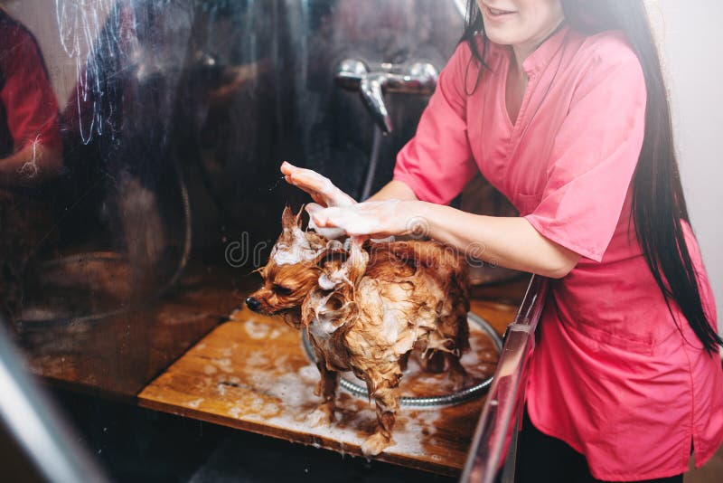 Female pet groomer works with little dog, puppy washing in grooming salon. Professional groom and hairstyle for domestic animals