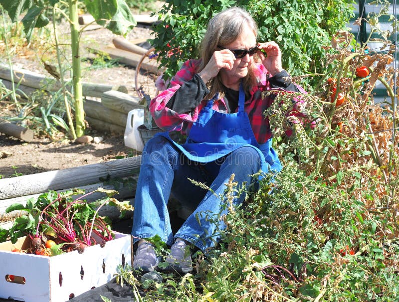 Female Picking Tomatoes from Her Garden Outside. Stock Photo - Image of ...