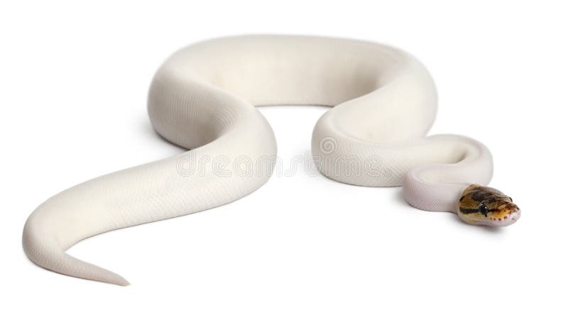 Female Pied Spider Royal python, ball python stock photography