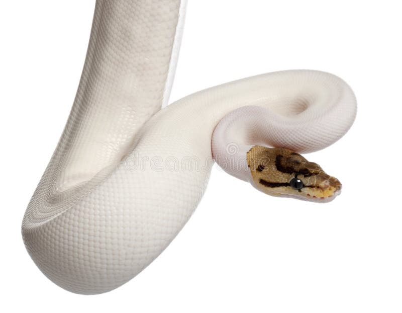 Female Pied Spider Royal python, ball python stock photos