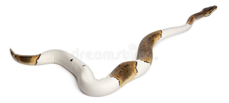 Female Pinstripe Pied Royal python, ball python stock photos