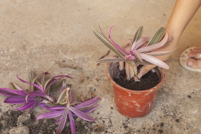 Female Planting Home Plants. Young Middle Eastern Woman ...