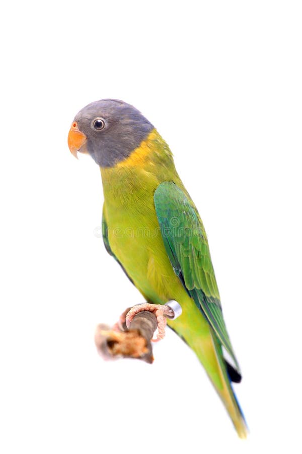 Female of plum-headed parakeet on white royalty free stock images