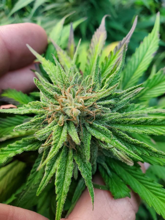 Female pot plant bud stock image. Image of evergreen 229055607