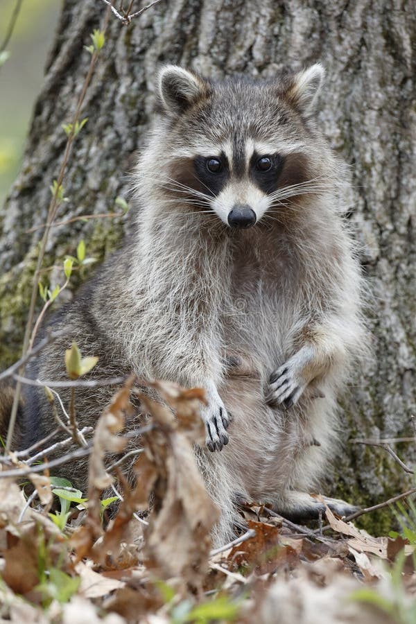 Female Raccoon stock image Image of tree wildlife 