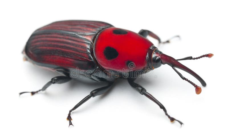 Female Red palm weevil royalty free stock image