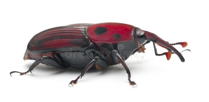 Female Red palm weevil, Rhynchophorus royalty free stock image