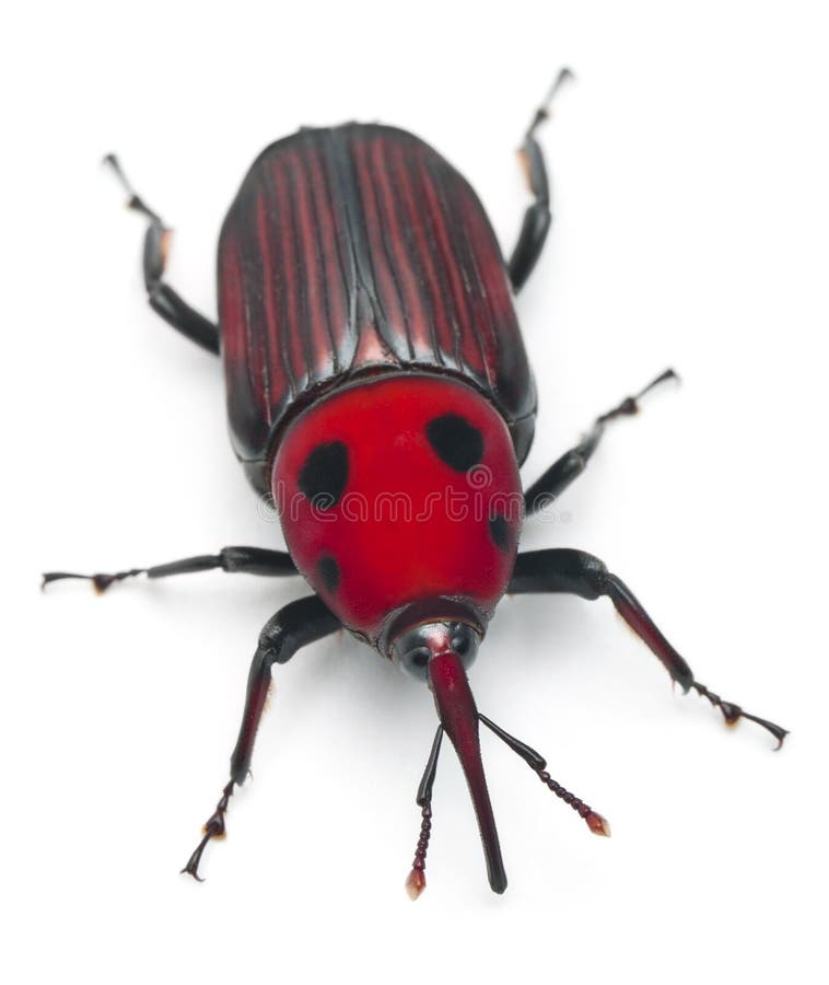 Female Red palm weevil, Rhynchophorus royalty free stock images